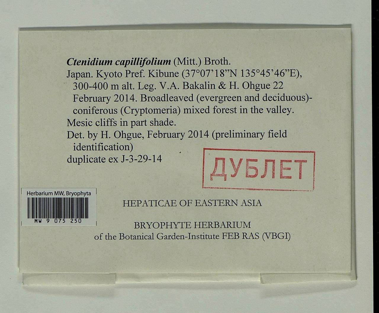 Ctenidium capillifolium (Mitt.) Broth., Bryophytes, Bryophytes - Asia (outside ex-Soviet states) (BAs) (Japan)