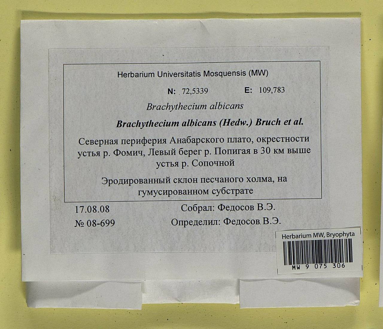 Brachythecium albicans (Hedw.) Schimp., Bryophytes, Bryophytes - Krasnoyarsk Krai, Tyva & Khakassia (B17) (Russia)