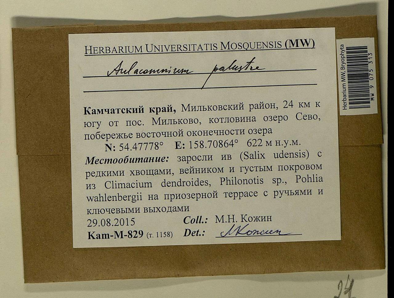 Aulacomnium palustre (Hedw.) Schwägr., Bryophytes, Bryophytes - Chukotka & Kamchatka (B21) (Russia)