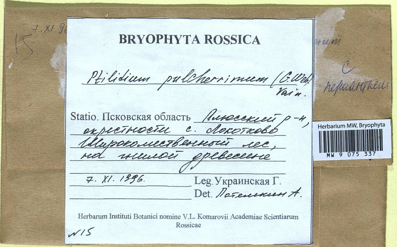 Ptilidium pulcherrimum (Weber) Vain., Bryophytes, Bryophytes - Novgorod & Pskov Oblasts (B5) (Russia)