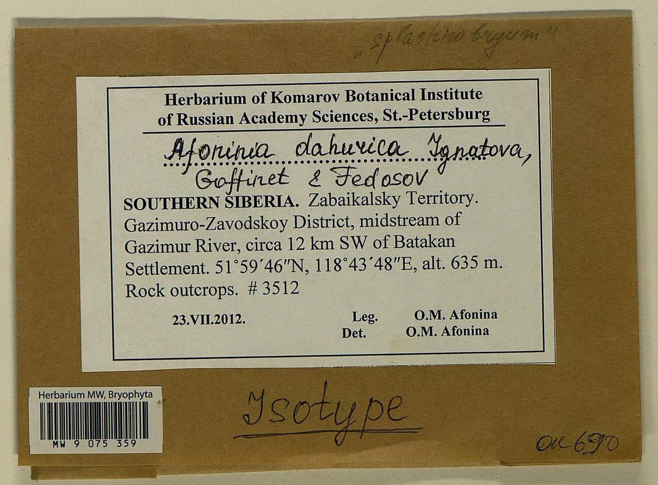 Afoninia dahurica Ignatova, Goffinet & Fedosov, Bryophytes, Bryophytes - Baikal & Transbaikal regions (B18) (Russia)