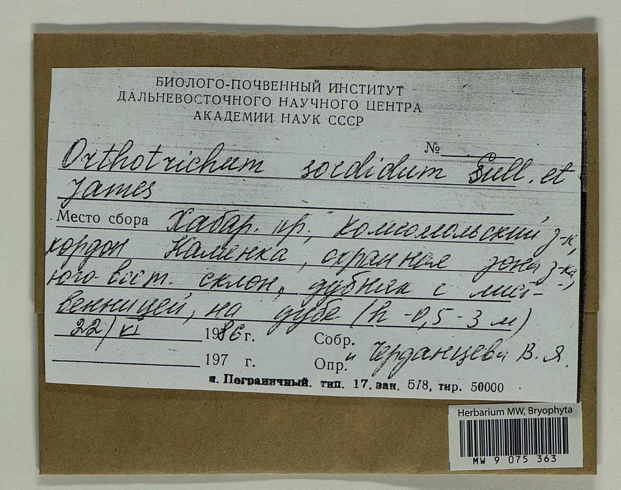 Lewinskya sordida (Sull. & Lesq.) F. Lara, Garilleti & Goffinet, Bryophytes, Bryophytes - Russian Far East (excl. Chukotka & Kamchatka) (B20) (Russia)