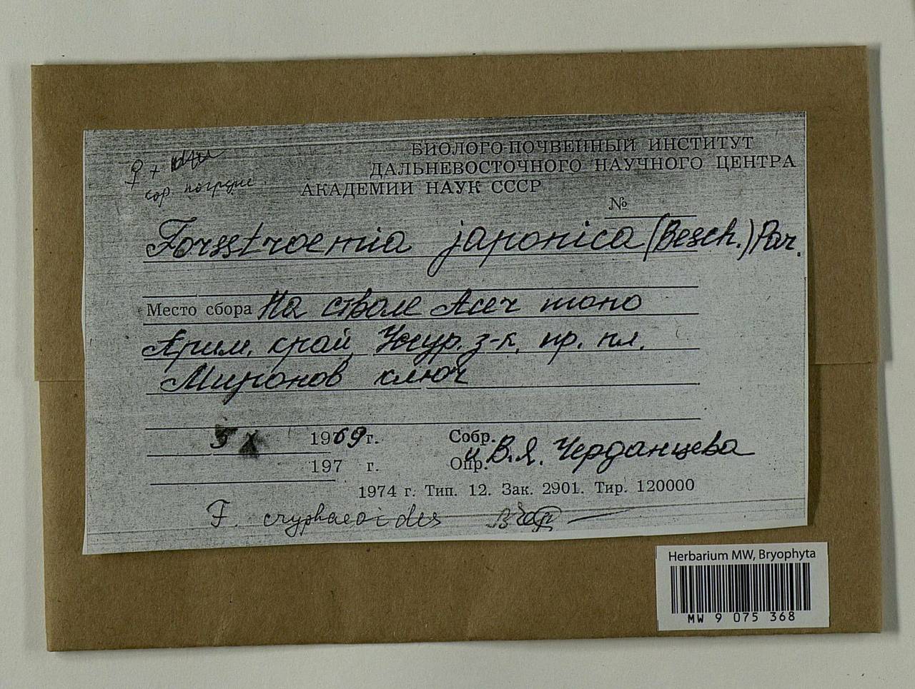 Forsstroemia japonica (Besch.) Paris, Bryophytes, Bryophytes - Russian Far East (excl. Chukotka & Kamchatka) (B20) (Russia)