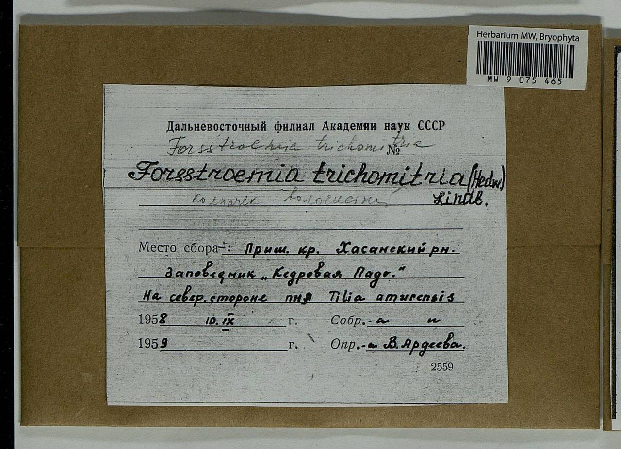 Forsstroemia trichomitria (Hedw.) Lindb., Bryophytes, Bryophytes - Russian Far East (excl. Chukotka & Kamchatka) (B20) (Russia)