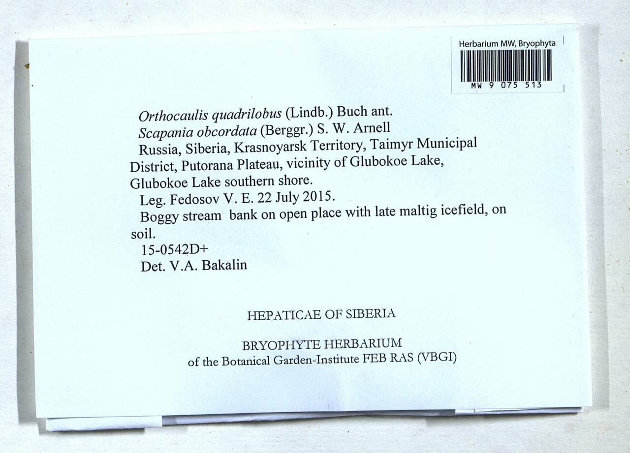 Schljakovianthus quadrilobus (Lindb.) Konstant. & Vilnet, Bryophytes, Bryophytes - Krasnoyarsk Krai, Tyva & Khakassia (B17) (Russia)