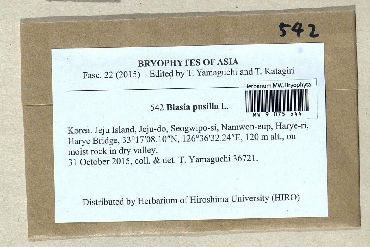 Blasia pusilla L., Bryophytes, Bryophytes - Asia (outside ex-Soviet states) (BAs) (South Korea)