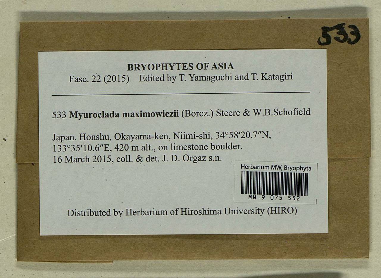 Myuroclada maximowiczii (G.G. Borshch.) Steere & W.B. Schofield, Bryophytes, Bryophytes - Asia (outside ex-Soviet states) (BAs) (Japan)