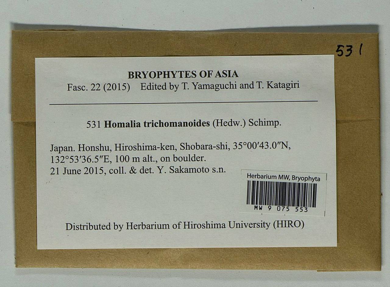 Homalia trichomanoides (Hedw.) Brid., Bryophytes, Bryophytes - Asia (outside ex-Soviet states) (BAs) (Japan)