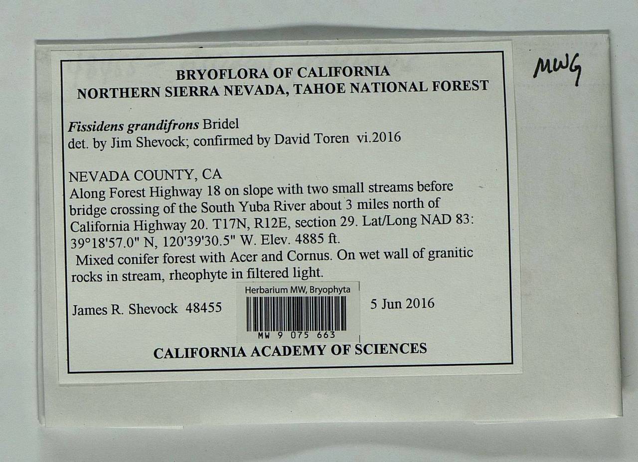 Fissidens grandifrons Brid., Bryophytes, Bryophytes - America (BAm) (United States)