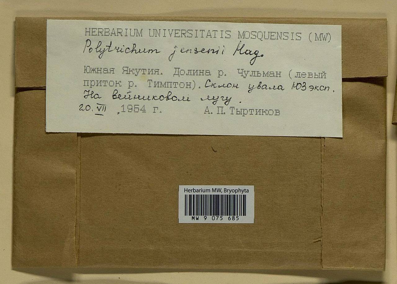 Polytrichum jensenii I. Hagen, Bryophytes, Bryophytes - Yakutia (B19) (Russia)