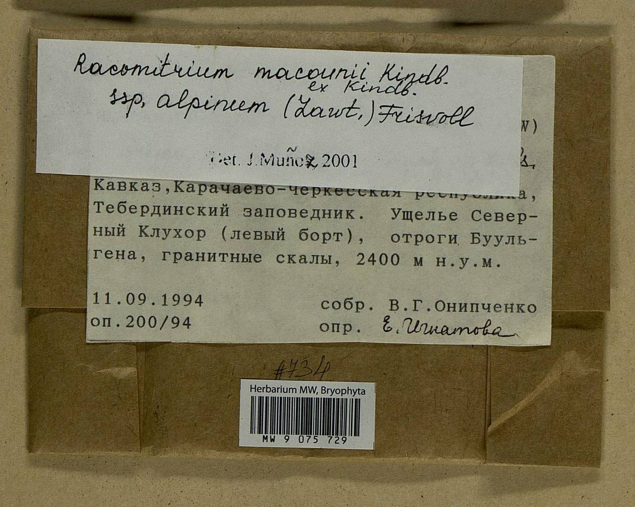 Bucklandiella macounii subsp. alpina (E. Lawton) Bedn.-Ochyra & Ochyra, Bryophytes, Bryophytes - North Caucasus & Ciscaucasia (B12) (Russia)