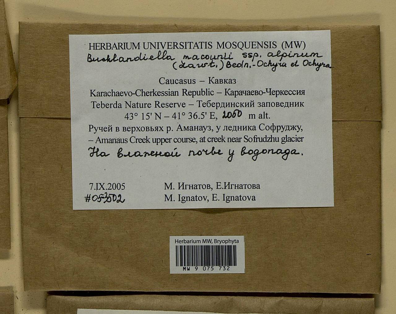 Bucklandiella macounii subsp. alpina (E. Lawton) Bedn.-Ochyra & Ochyra, Bryophytes, Bryophytes - North Caucasus & Ciscaucasia (B12) (Russia)