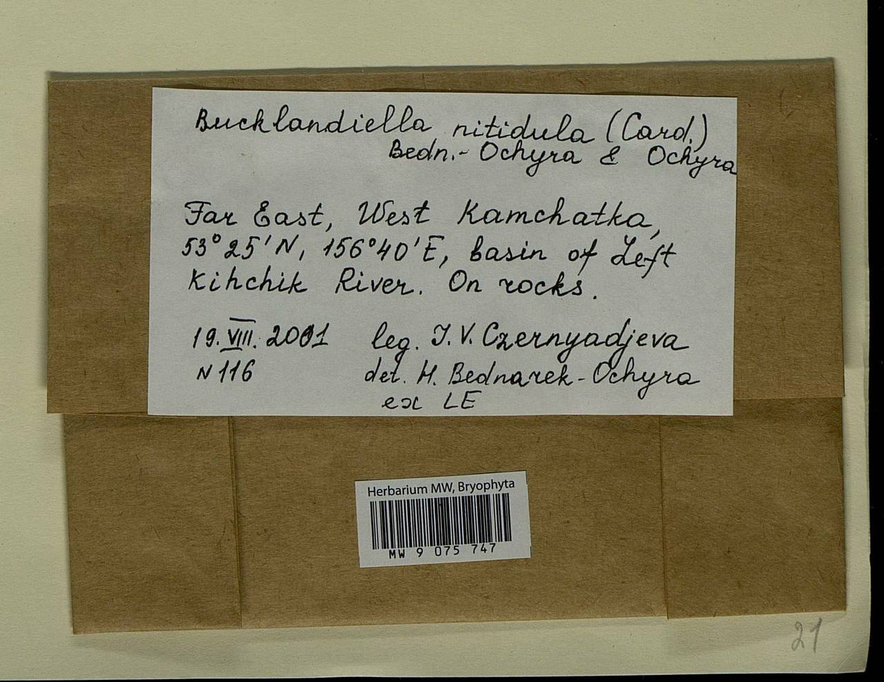 Bucklandiella nitidula (Cardot) Bedn.-Ochyra & Ochyra, Bryophytes, Bryophytes - Chukotka & Kamchatka (B21) (Russia)