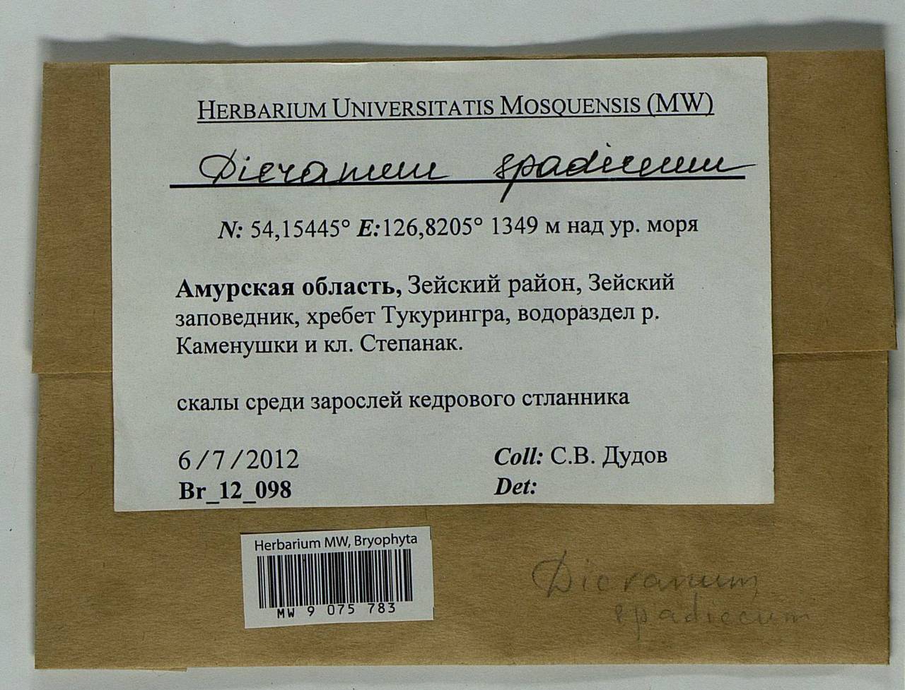 Dicranum spadiceum J.E. Zetterst., Bryophytes, Bryophytes - Russian Far East (excl. Chukotka & Kamchatka) (B20) (Russia)