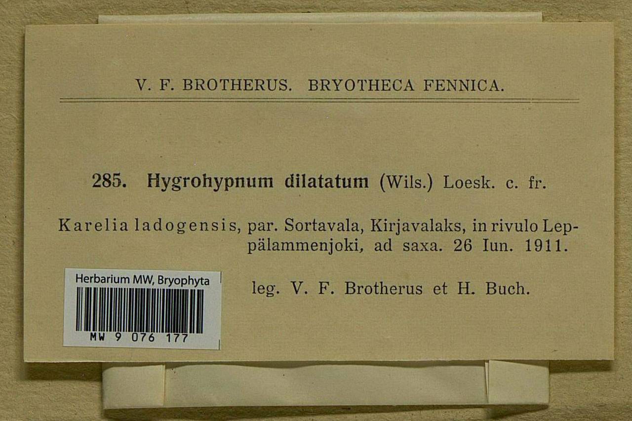 Platyhypnum duriusculum (De Not.) Ochyra, Bryophytes, Bryophytes - Karelia, Leningrad & Murmansk Oblasts (B4) (Russia)