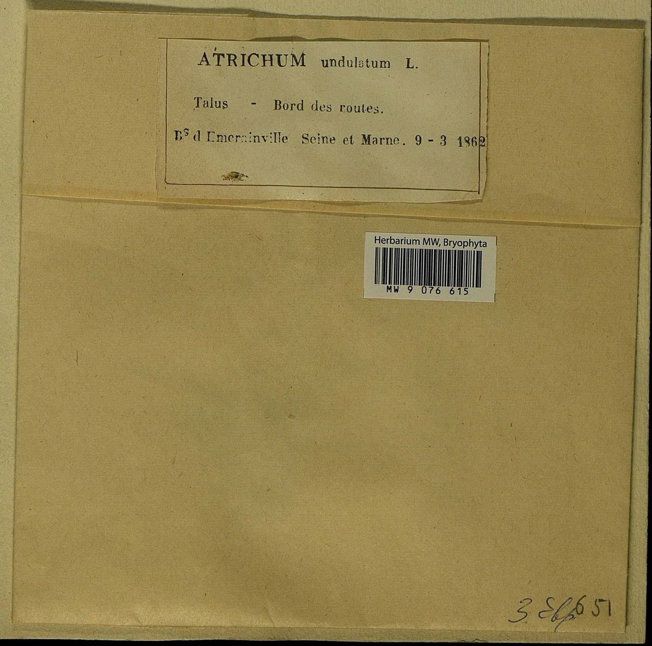 Atrichum undulatum (Hedw.) P. Beauv., Bryophytes, Bryophytes - Western Europe (BEu) (France)