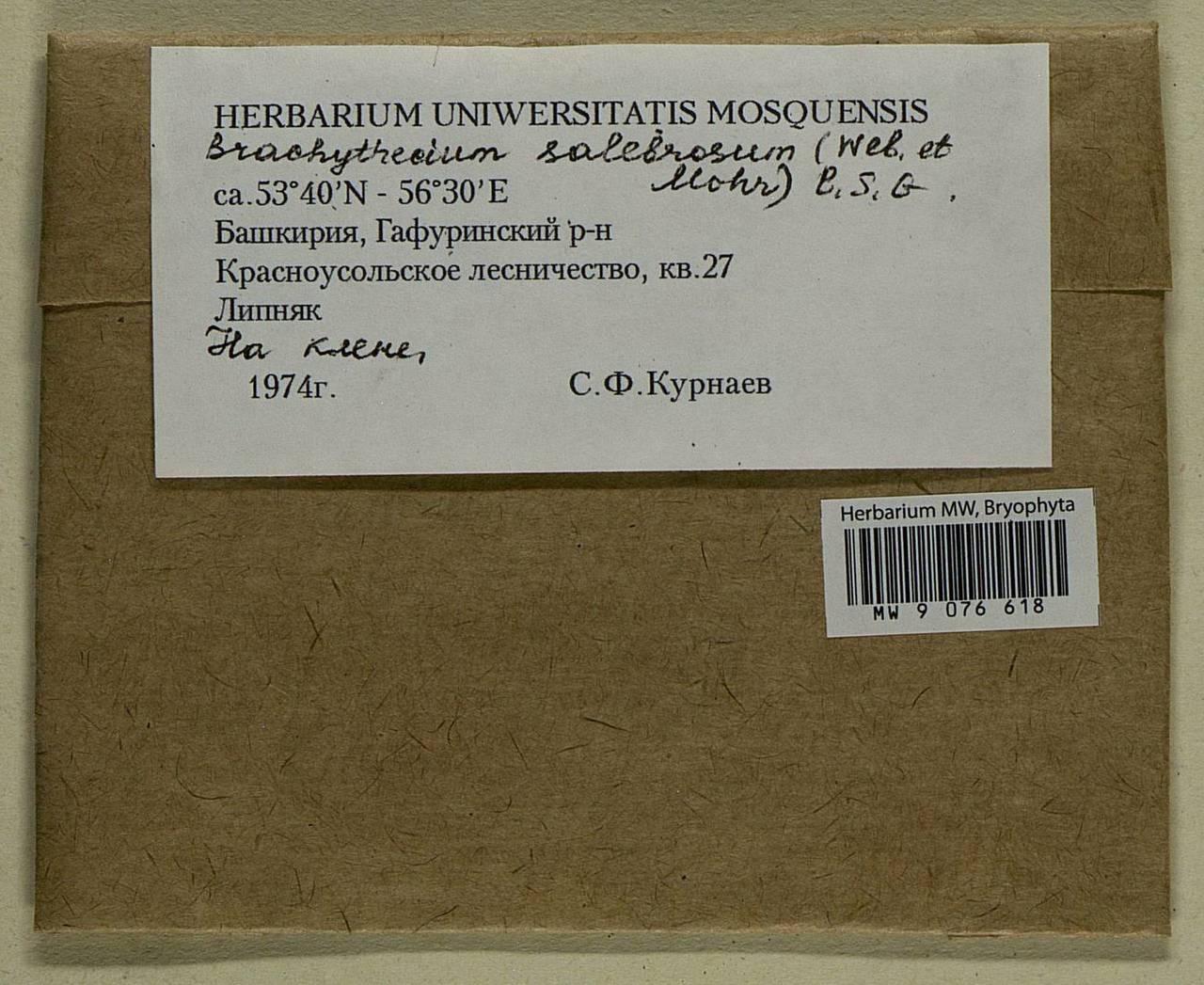 Brachythecium salebrosum (Hoffm. ex F. Weber & D. Mohr) Schimp., Bryophytes, Bryophytes - South Urals (B14) (Russia)