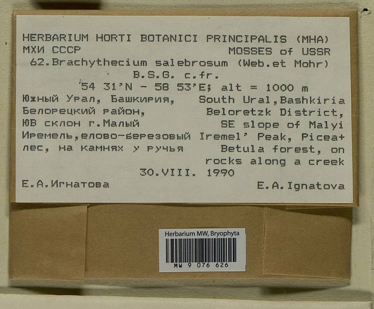 Brachythecium salebrosum (Hoffm. ex F. Weber & D. Mohr) Schimp., Bryophytes, Bryophytes - South Urals (B14) (Russia)