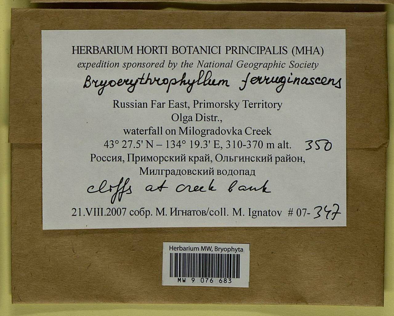 Bryoerythrophyllum ferruginascens (Stirt.) Giacom., Bryophytes, Bryophytes - Russian Far East (excl. Chukotka & Kamchatka) (B20) (Russia)