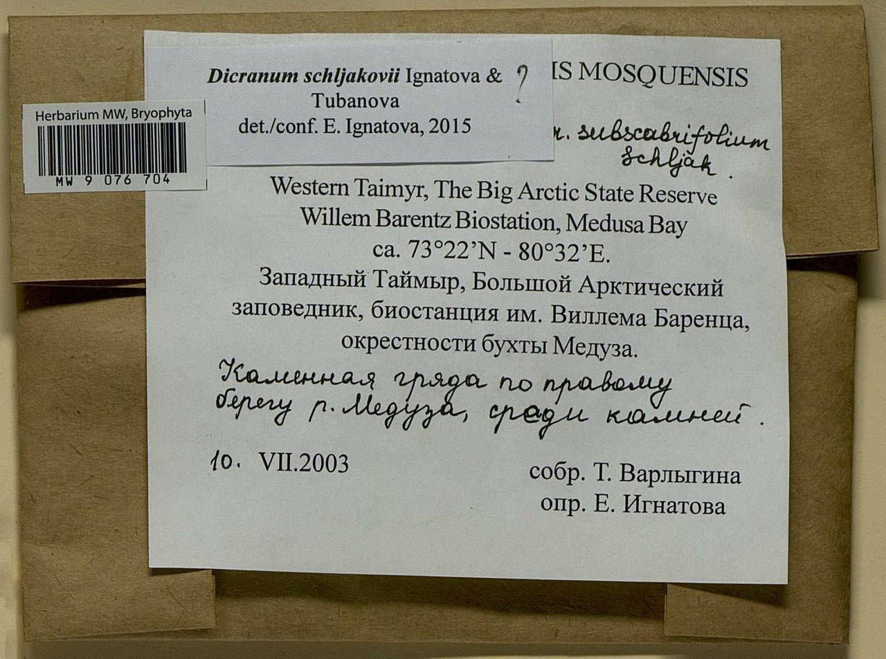 Dicranum schljakovii Ignatova & Tubanova, Bryophytes, Bryophytes - Krasnoyarsk Krai, Tyva & Khakassia (B17) (Russia)