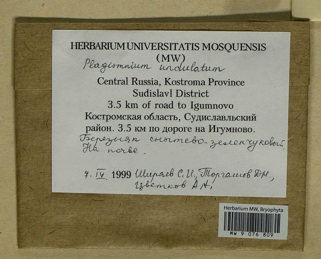 Plagiomnium undulatum (Hedw.) T.J. Kop., Bryophytes, Bryophytes - Middle Russia (B6) (Russia)