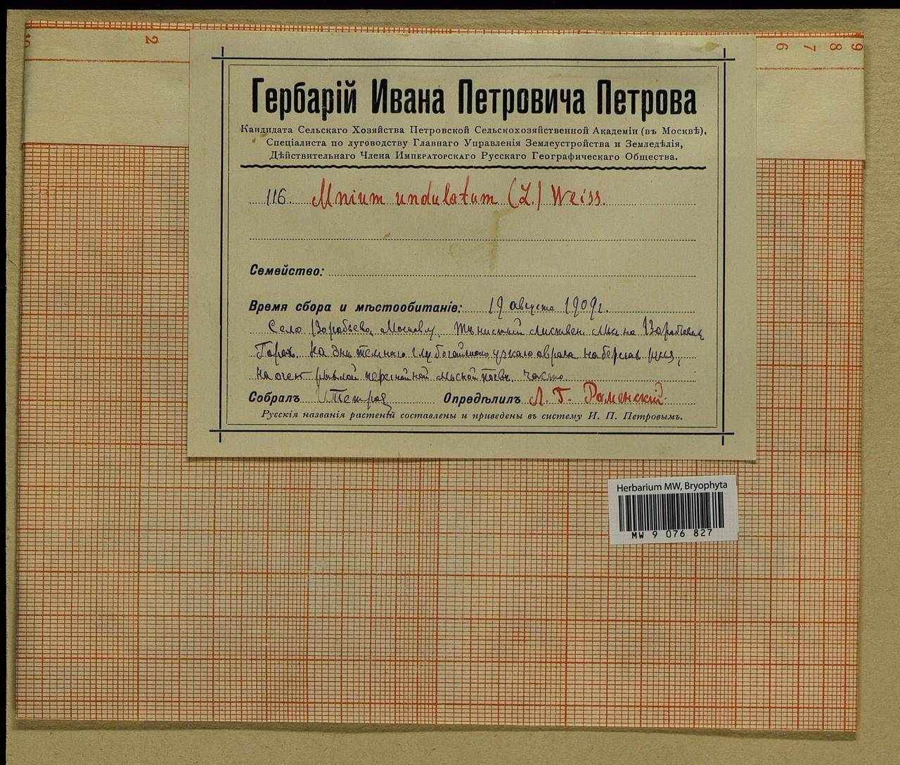 Plagiomnium undulatum (Hedw.) T.J. Kop., Bryophytes, Bryophytes - Moscow City & Moscow Oblast (B6a) (Russia)