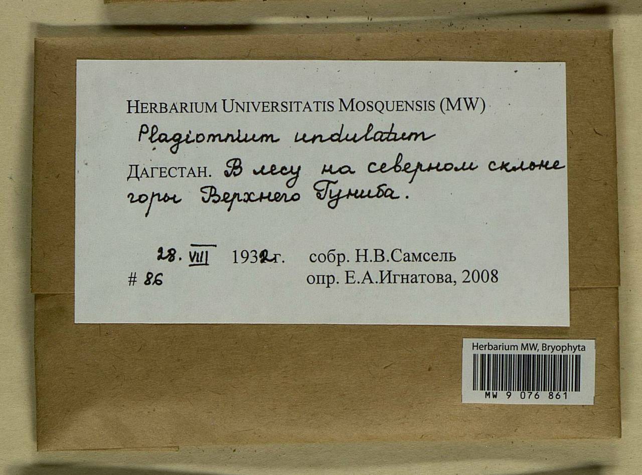 Plagiomnium undulatum (Hedw.) T.J. Kop., Bryophytes, Bryophytes - North Caucasus & Ciscaucasia (B12) (Russia)