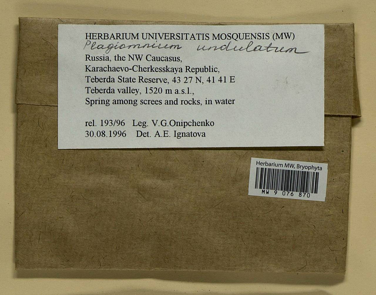 Plagiomnium undulatum (Hedw.) T.J. Kop., Bryophytes, Bryophytes - North Caucasus & Ciscaucasia (B12) (Russia)