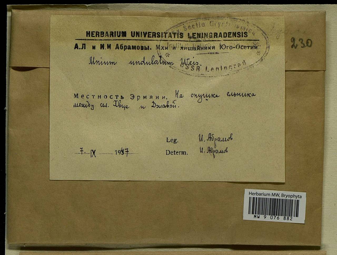 Plagiomnium undulatum (Hedw.) T.J. Kop., Bryophytes, Bryophytes - Transcaucasia (B13) (South Ossetia)