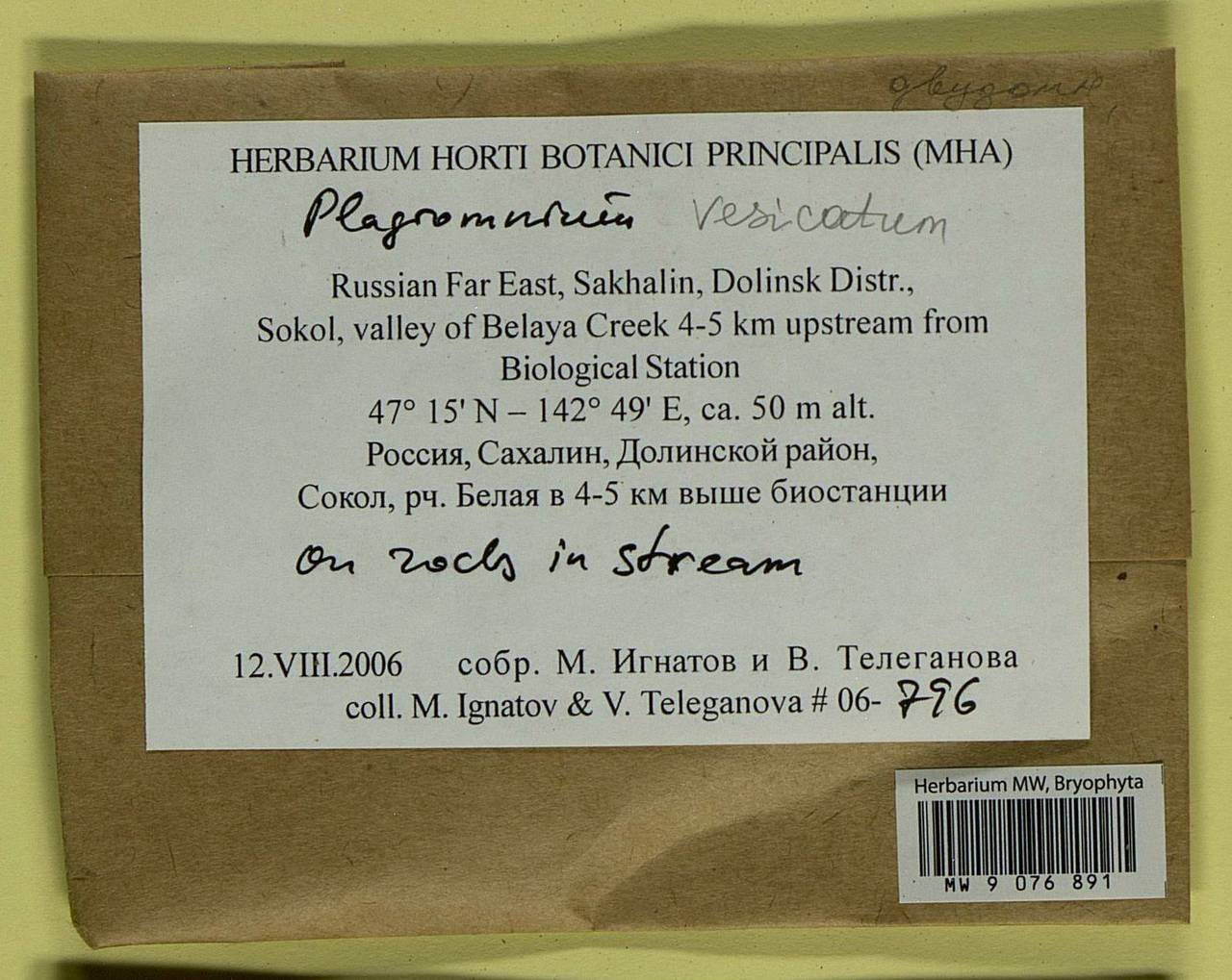 Plagiomnium vesicatum (Besch.) T.J. Kop., Bryophytes, Bryophytes - Russian Far East (excl. Chukotka & Kamchatka) (B20) (Russia)