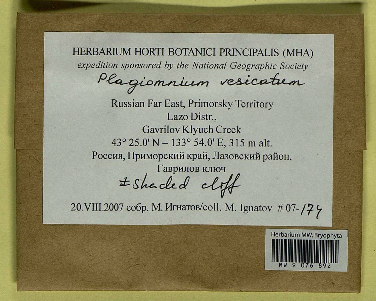 Plagiomnium vesicatum (Besch.) T.J. Kop., Bryophytes, Bryophytes - Russian Far East (excl. Chukotka & Kamchatka) (B20) (Russia)
