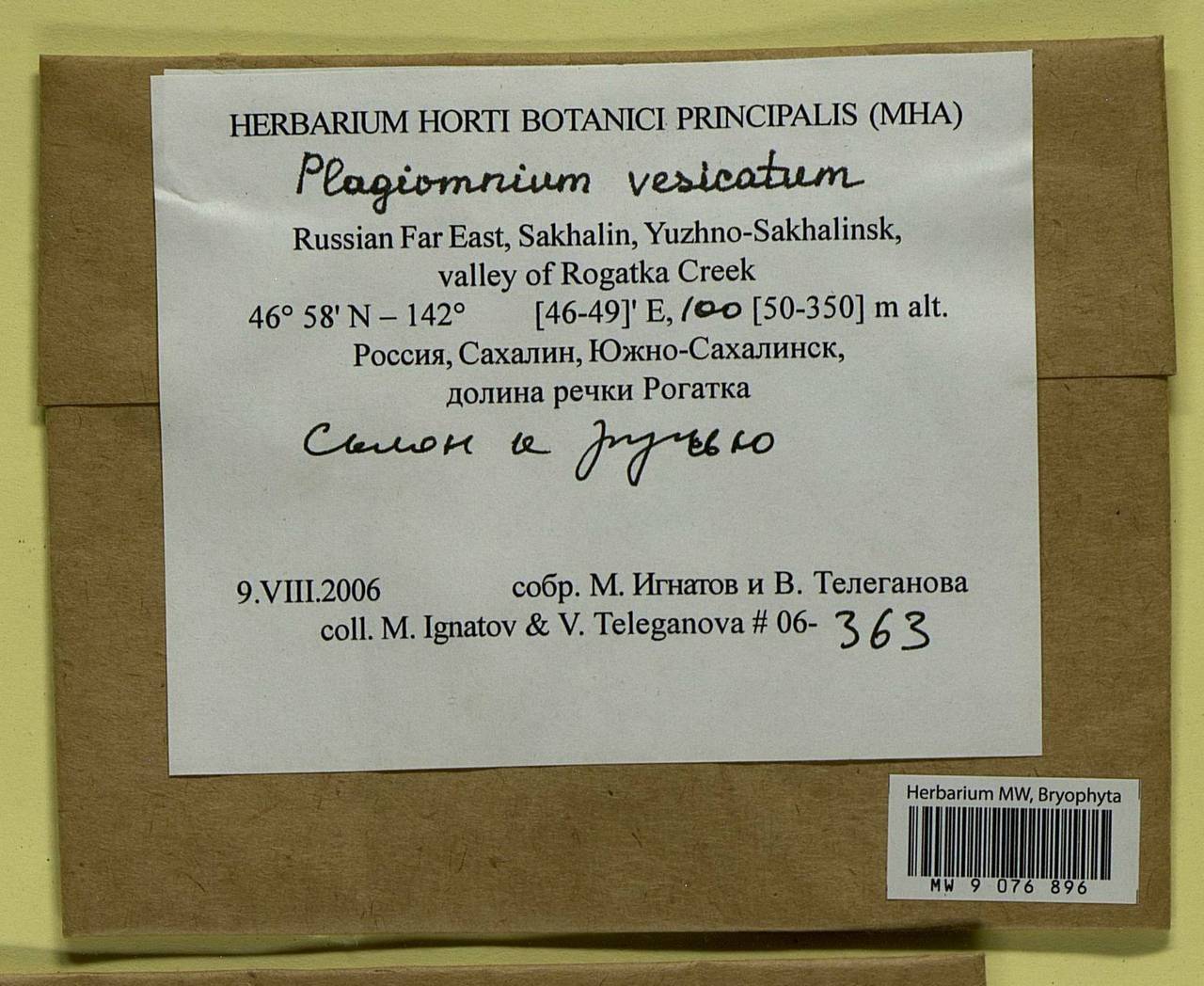 Plagiomnium vesicatum (Besch.) T.J. Kop., Bryophytes, Bryophytes - Russian Far East (excl. Chukotka & Kamchatka) (B20) (Russia)