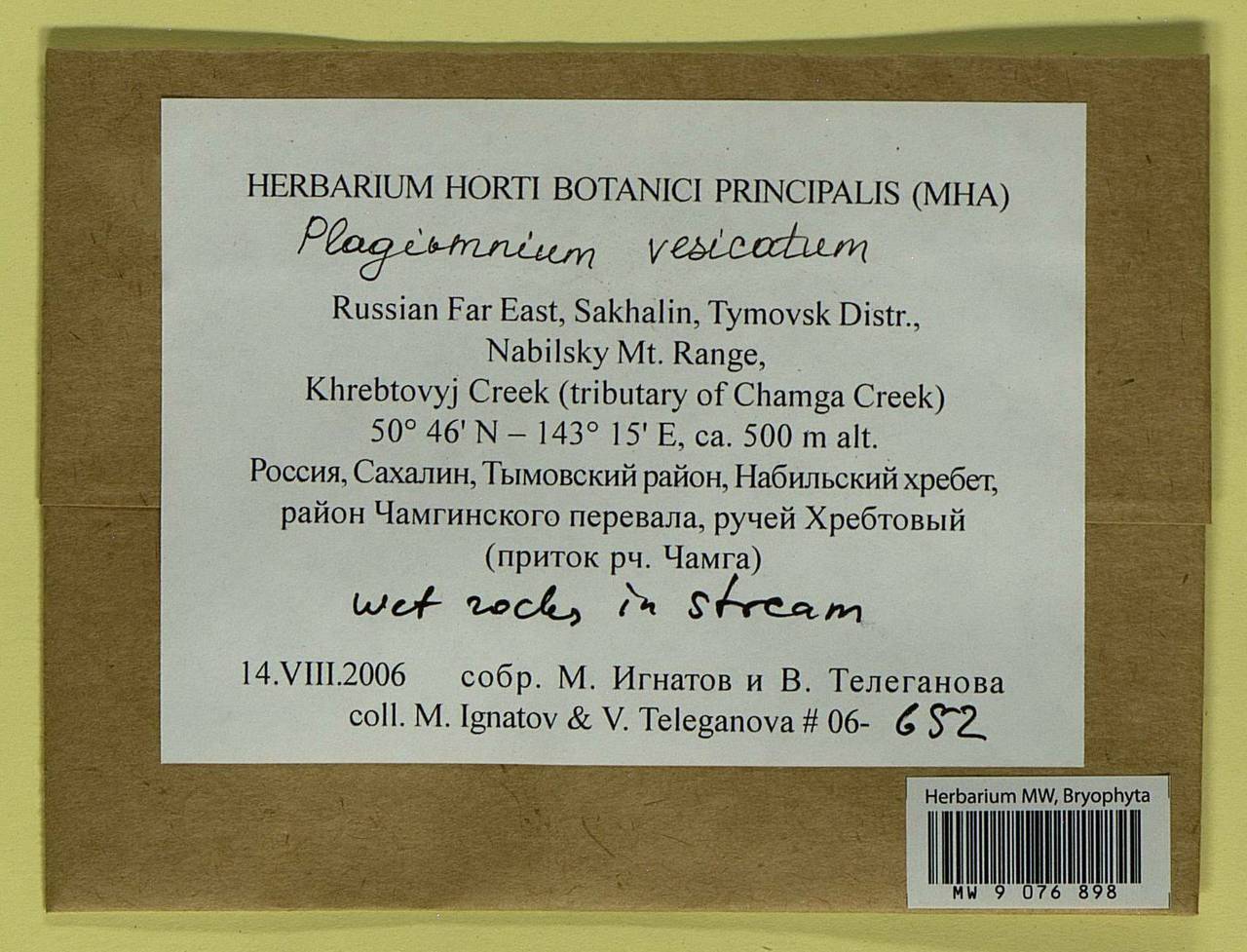 Plagiomnium vesicatum (Besch.) T.J. Kop., Bryophytes, Bryophytes - Russian Far East (excl. Chukotka & Kamchatka) (B20) (Russia)