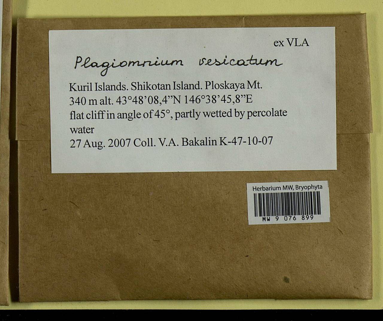 Plagiomnium vesicatum (Besch.) T.J. Kop., Bryophytes, Bryophytes - Russian Far East (excl. Chukotka & Kamchatka) (B20) (Russia)
