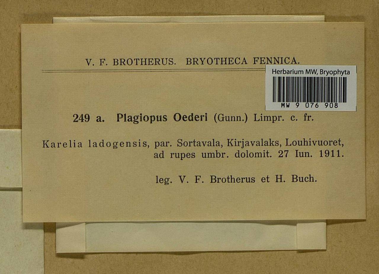 Plagiopus oederianus (Sw.) H.A. Crum & L.E. Anderson, Bryophytes, Bryophytes - Karelia, Leningrad & Murmansk Oblasts (B4) (Russia)