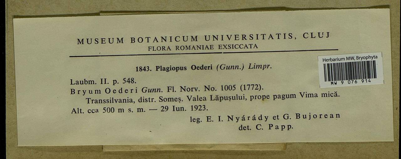 Plagiopus oederianus (Sw.) H.A. Crum & L.E. Anderson, Bryophytes, Bryophytes - Western Europe (BEu) (Romania)