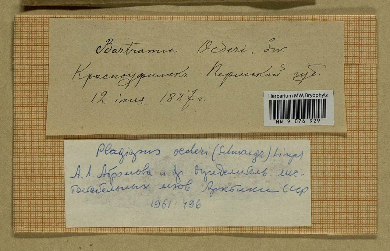 Plagiopus oederianus (Sw.) H.A. Crum & L.E. Anderson, Bryophytes, Bryophytes - Permsky Krai, Udmurt Republic, Sverdlovsk & Kirov Oblasts (B8) (Russia)
