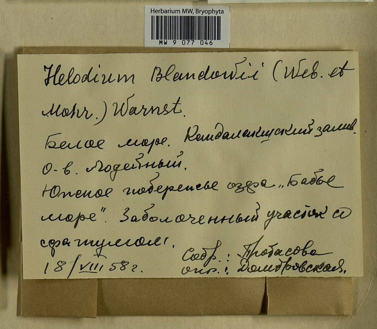 Helodium blandowii (F. Weber & D. Mohr) Warnst., Bryophytes, Bryophytes - Karelia, Leningrad & Murmansk Oblasts (B4) (Russia)