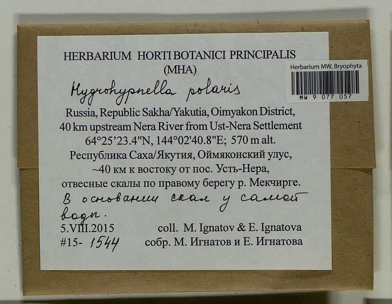 Hygrohypnella polaris (Lindb.) Ignatov & Ignatova, Bryophytes, Bryophytes - Yakutia (B19) (Russia)