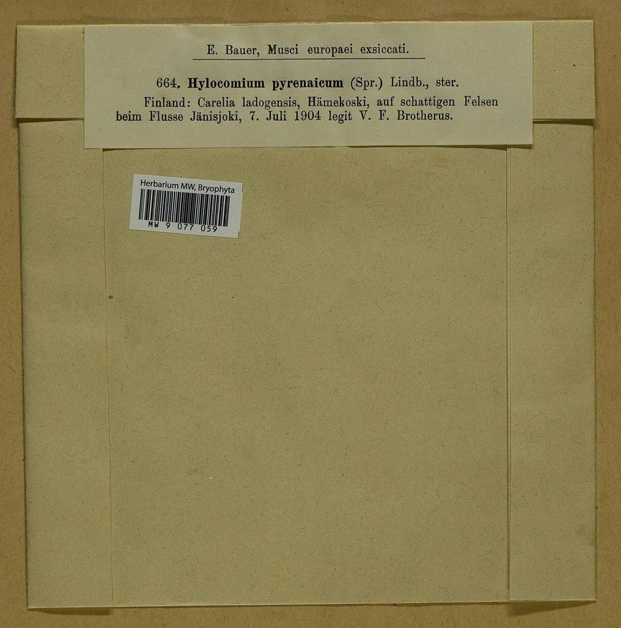 Hylocomiastrum pyrenaicum (Spruce) M. Fleisch. ex Broth., Bryophytes, Bryophytes - Karelia, Leningrad & Murmansk Oblasts (B4) (Russia)