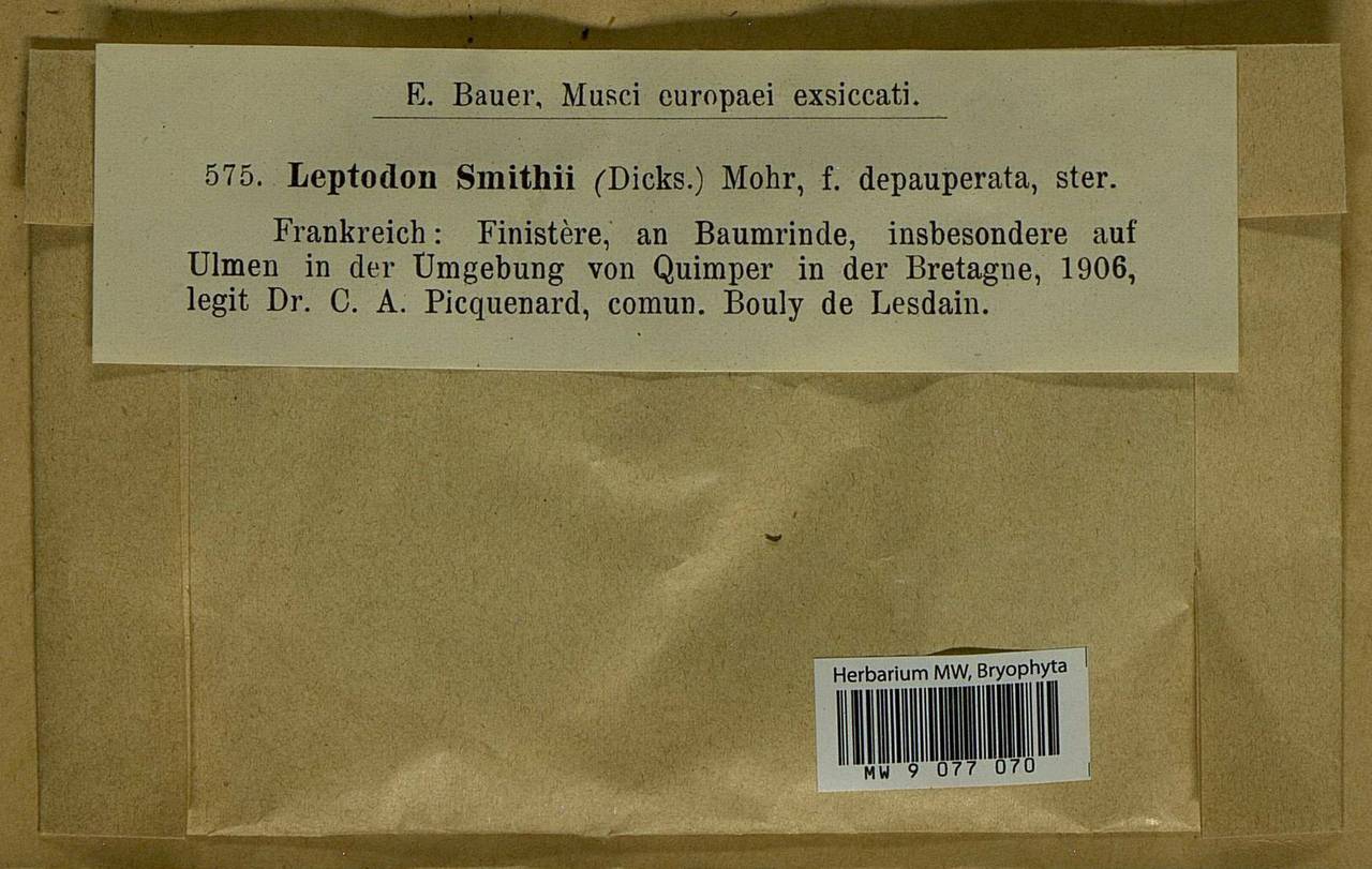 Leptodon smithii (Dicks. ex Hedw.) F. Weber & D. Mohr, Bryophytes, Bryophytes - Western Europe (BEu) (France)