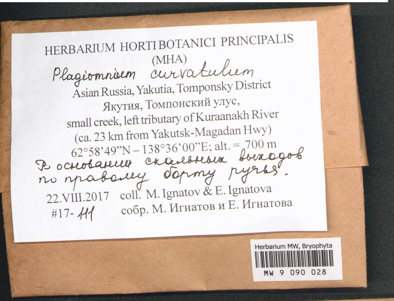 Plagiomnium curvatulum (Lindb.) Schljakov, Bryophytes, Bryophytes - Yakutia (B19) (Russia)