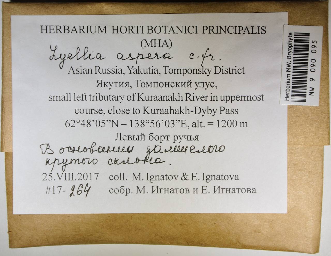 MW 9 090 095, Lyellia aspera (I. Hagen & C.E.O. Jensen) Frye, Bryophytes, Bryophytes - Yakutia (B19) (Russia)