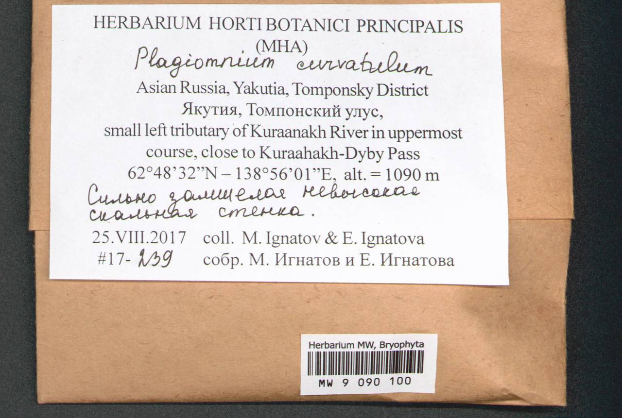Plagiomnium curvatulum (Lindb.) Schljakov, Bryophytes, Bryophytes - Yakutia (B19) (Russia)
