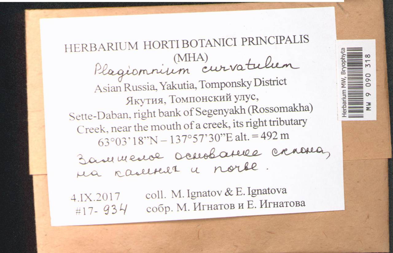 Plagiomnium curvatulum (Lindb.) Schljakov, Bryophytes, Bryophytes - Yakutia (B19) (Russia)