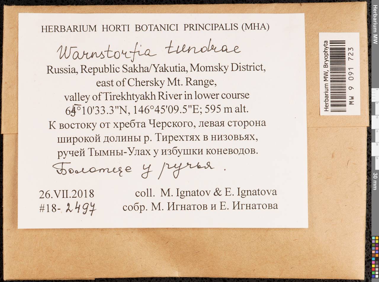 Sarmentypnum tundrae (Arnell) Hedenäs, Bryophytes, Bryophytes - Yakutia (B19) (Russia)