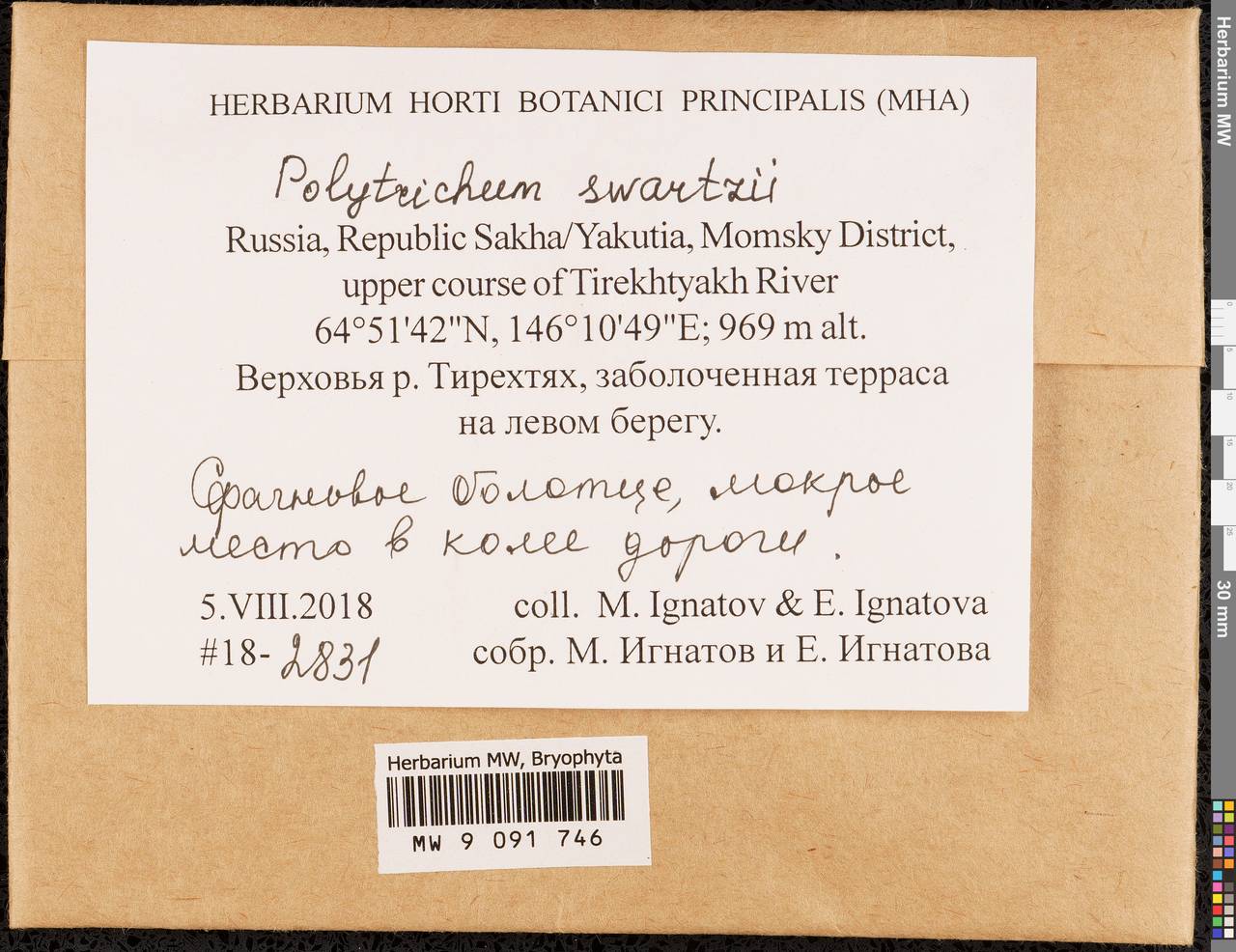 Polytrichum swartzii Hartm., Bryophytes, Bryophytes - Yakutia (B19) (Russia)