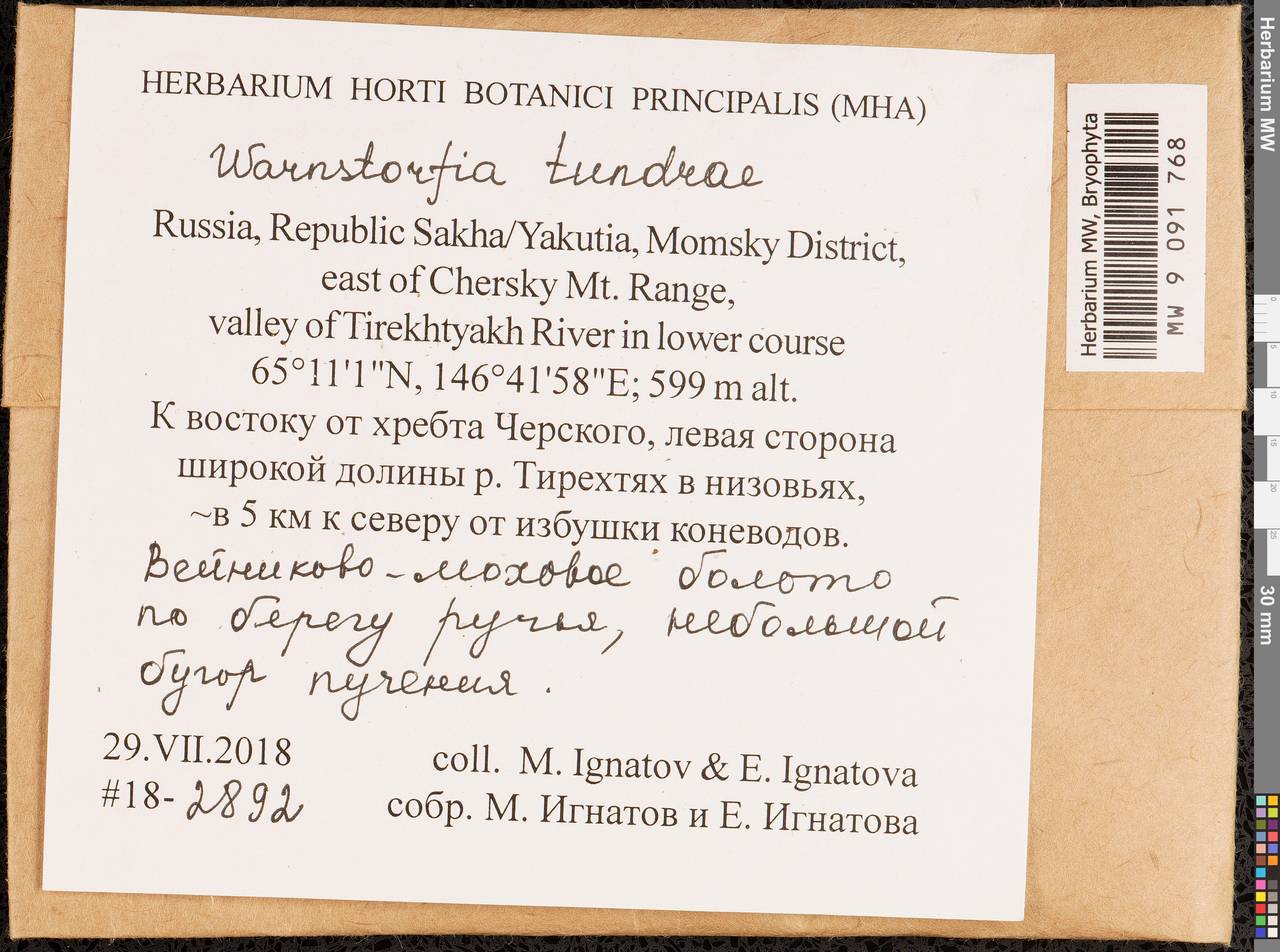 Sarmentypnum tundrae (Arnell) Hedenäs, Bryophytes, Bryophytes - Yakutia (B19) (Russia)