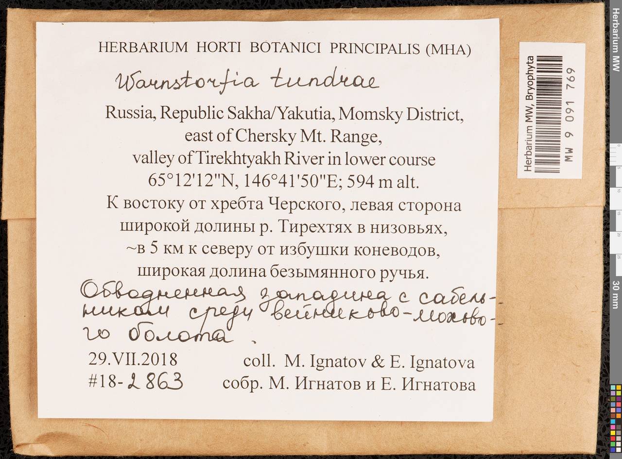 Sarmentypnum tundrae (Arnell) Hedenäs, Bryophytes, Bryophytes - Yakutia (B19) (Russia)