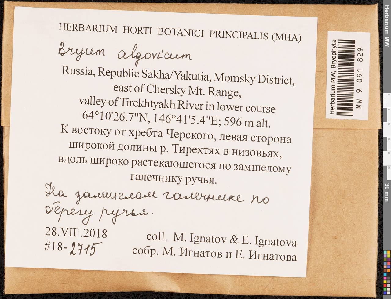 Ptychostomum compactum Hornsch., Bryophytes, Bryophytes - Yakutia (B19) (Russia)